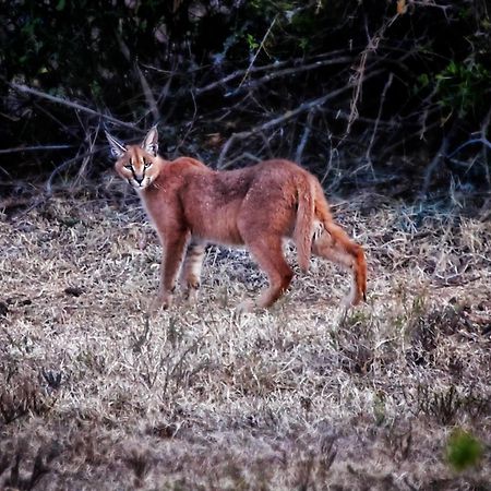 Riverbend Lodge Addo Εξωτερικό φωτογραφία