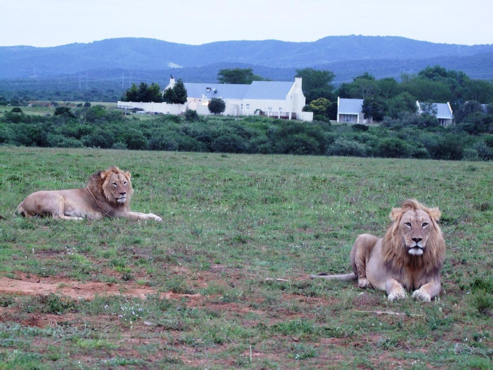 Riverbend Lodge Addo Εξωτερικό φωτογραφία