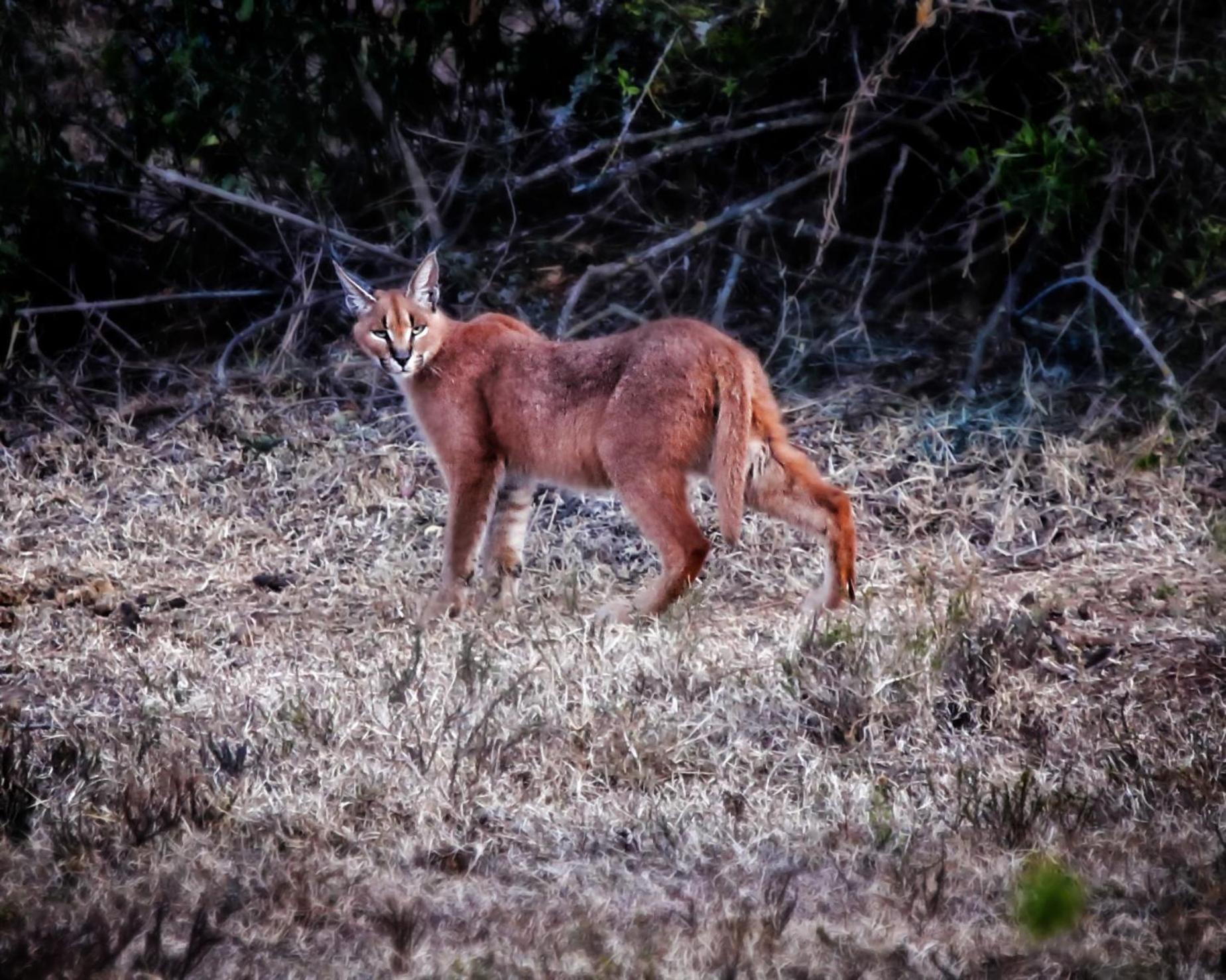 Riverbend Lodge Addo Εξωτερικό φωτογραφία