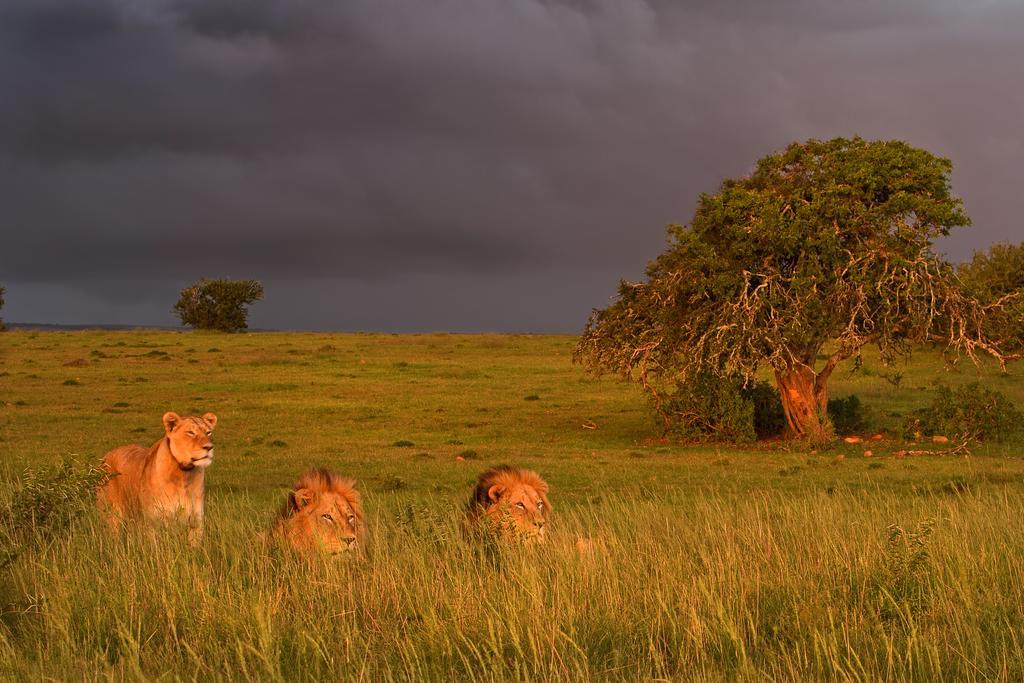 Riverbend Lodge Addo Εξωτερικό φωτογραφία