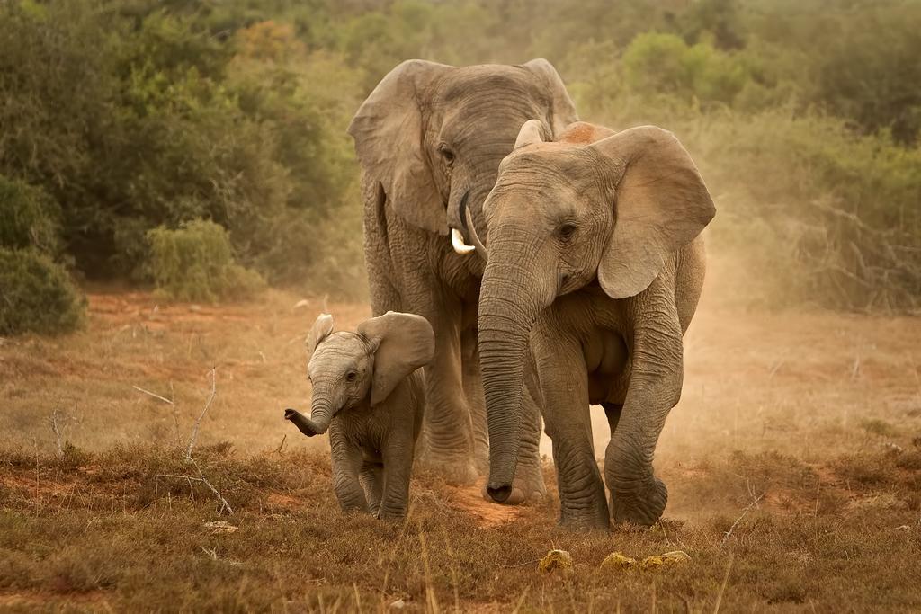 Riverbend Lodge Addo Εξωτερικό φωτογραφία