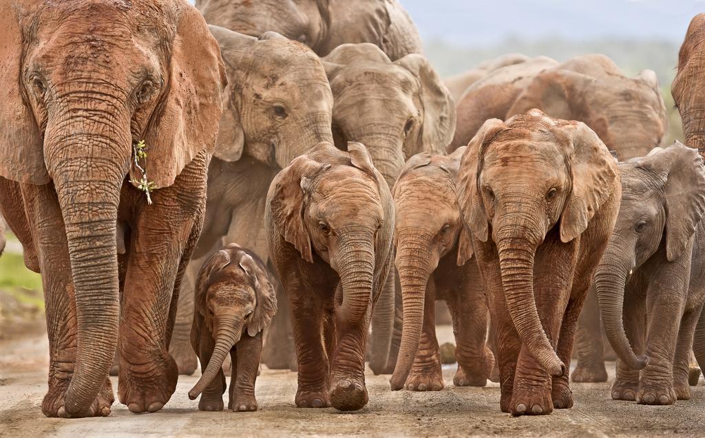 Riverbend Lodge Addo Εξωτερικό φωτογραφία
