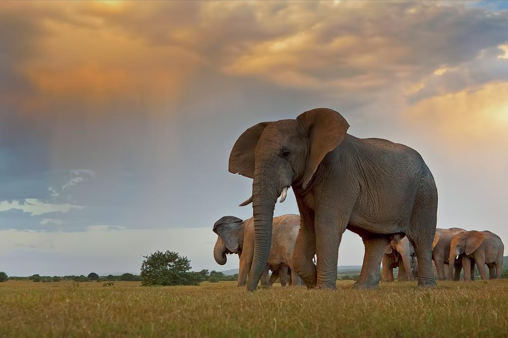 Riverbend Lodge Addo Εξωτερικό φωτογραφία